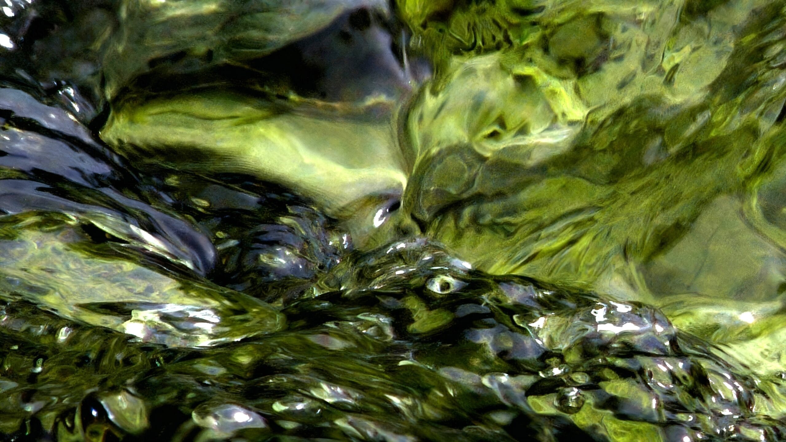 The Water Spirit Watches
